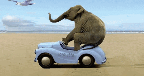 funny-elephant.gif