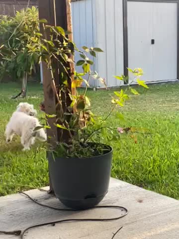 06610a5257d2bbb4a64cd443f07ce86c.mov