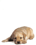3793f0777e4c3a41532914fdeac263e3.gif